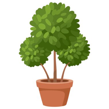  Beyaz arka planda izole edilmiş seramik çömlekteki Bonsai ağacı