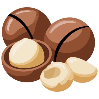 Beyaz arka planda izole edilmiş Macadamia fındık vektör çizimi