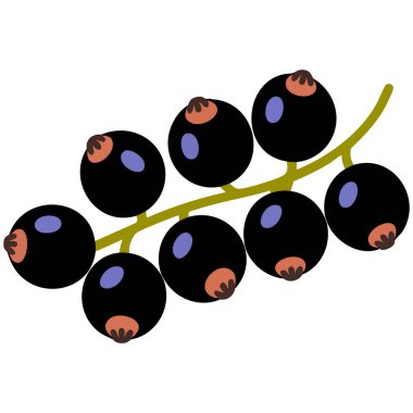 Karikatür dizaynlı siyah frenk üzümü dalı beyaz arkaplanda izole edilmiş vektör çizimi