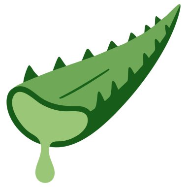 Aloe vera bitki vektörü grafiği beyaz arkaplanda izole edilmiş ve metin alanı mevcut