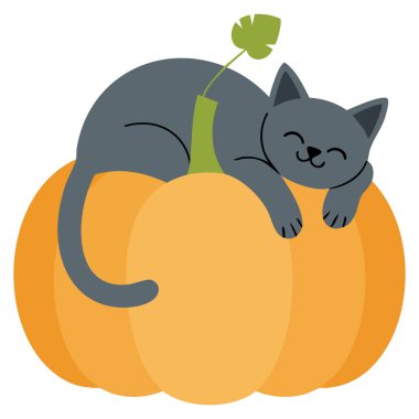 Beyaz arka planda Cadılar Bayramı izole edilmiş, balkabağının içindeki sevimli kedi.