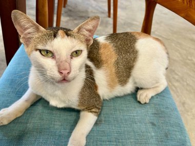 Kedi kanepede oturuyor.