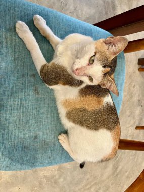 Yerde yatan sevimli kedi.