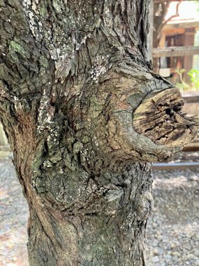 Ağaç kabuğuyla ağaç gövdesi