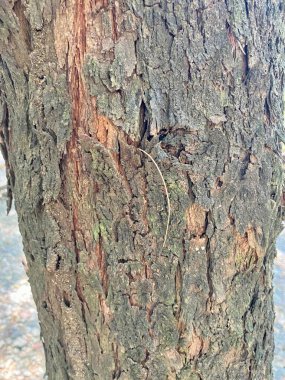 Çatallı eski paslı demir dokusu