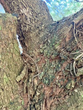 Ağaç gövdesi doğada, Flora.