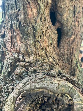 Doğal desenli eski ahşap doku.