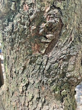 Ağaç gövdesi, ağaç kabuğu dokusu