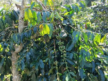 yeşil yapraklı yeşil bir bitki