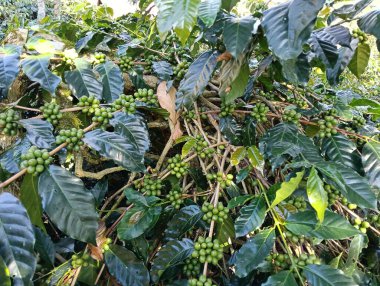 Ağaçtaki kahve çekirdekleri