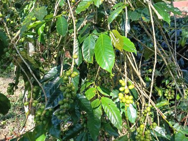 Ağaçtaki yeşil fasulyeler