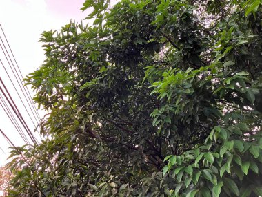 Bahçede yeşil yapraklar