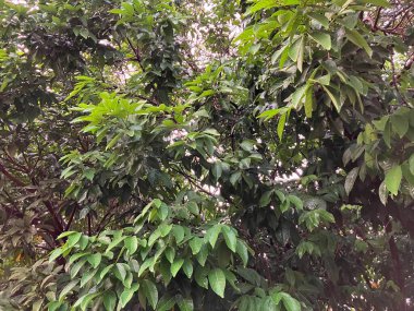 bir ağacın yeşil yaprakları