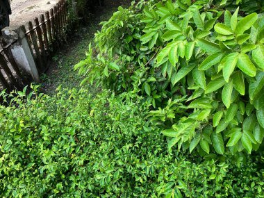 Güzel botanik fotoğrafı, doğal duvar kağıdı.