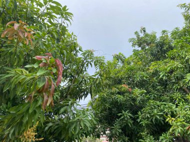 Bahçede yeşil yapraklar