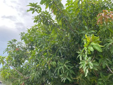 Ağaç dalları, bitki örtüsü ve doğa