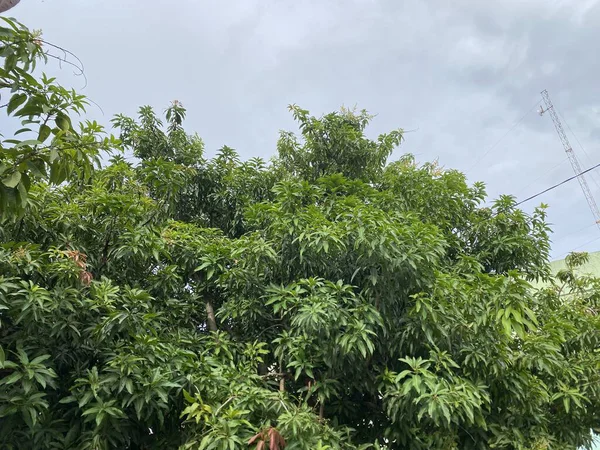 yeşil yapraklar, bitki örtüsü ve doğa