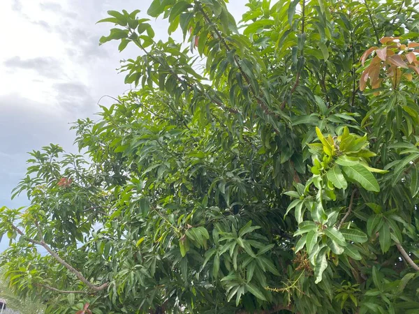 Ağaç dalları, bitki örtüsü ve doğa