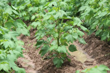 Bir tarladaki gelişimin ilk aşamalarında pamuk fabrikası