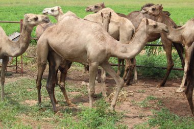 Bir devlet araştırma enstitüsüne ait bir çiftlikte develer.