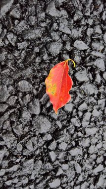 Koyu siyah taşların üzerinde uzanan parlak turuncu yaprak, kontrastı ve doğal dokuları detaylıca vurguluyor..