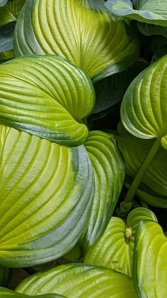 Ayrıntılı doku ve damarları gösteren yeşil hosta yapraklarının yakın çekimi. Doğal yeşillik deseni doğa ve botanik temalar için mükemmeldir..