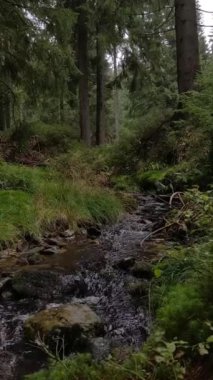 Ormanda akan küçük dağ deresi. Küçük bir dağ deresi, kayalık tepeler ve yüksek ağaçlarla çevrili yoğun yeşil bir ormanın içinden yavaşça akar..