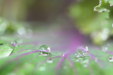 Su damlacıkları yaprak üzerinde makro sevgi su konsepti. Aşk doğası