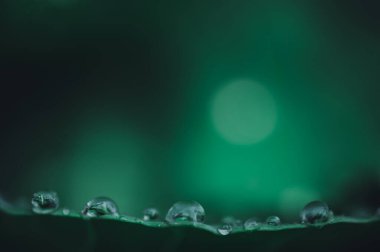 Su damlacıkları yaprak üzerinde makro sevgi su konsepti. Aşk doğası
