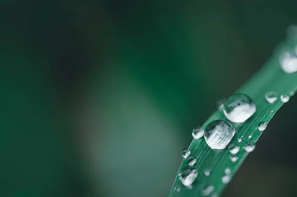 Gotas Água Macro Folha Amor Conceito Água Amor Natureza — Fotografia de Stock