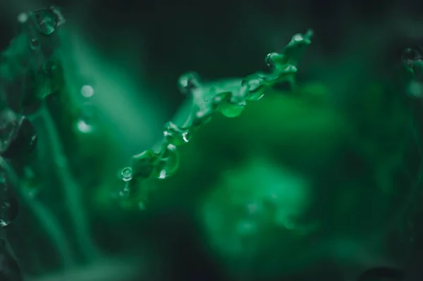 Tetesan Air Makro Pada Daun Konsep Cinta Air Cinta Alam — Stok Foto