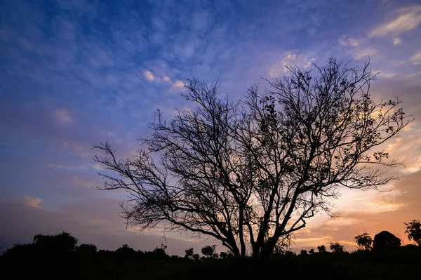 Árvore Silhueta Noite Luz Pôr Sol — Fotografia de Stock