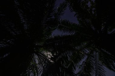 Gece boyunca siluet ağacı Ay ışığında