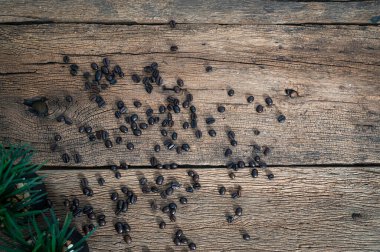 Kahve çekirdekleri masanın üstünde.