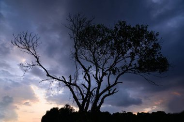 Ağaç silueti, gökyüzü ve bulutlar Akşamları