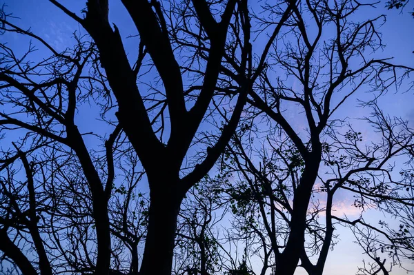 夜晚的树木轮廓 天空和云彩 — 图库照片