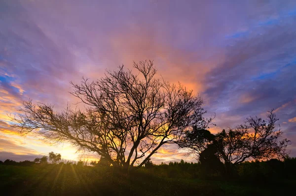 Sylwetka Drzewa Niebo Chmury Wieczorem — Zdjęcie stockowe