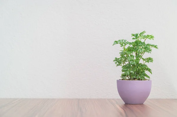 Concept Love Plants Desk Room — Stock Photo, Image