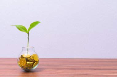 Para ağacı dikme fikri masanda.