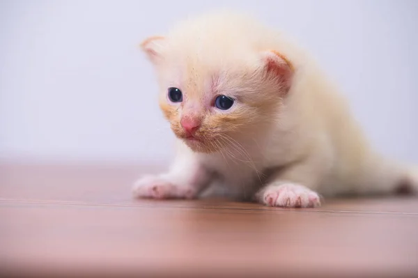 房间里有一只可爱的小猫 — 图库照片