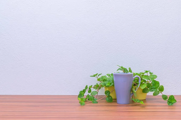 Coffee Mugs Plants Your Desk — Stock Photo, Image