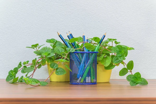 Pensil Pulpen Dan Pohon Ada Mejamu — Stok Foto