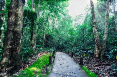 Orman yolculuğu kavramı, ağaçlar doğayı sever.