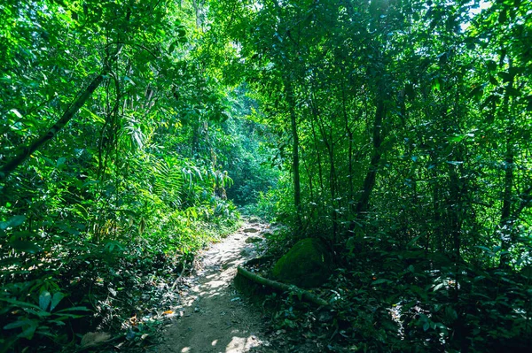 Concepto Viaje Forestal Los Árboles Aman Naturaleza — Foto de Stock