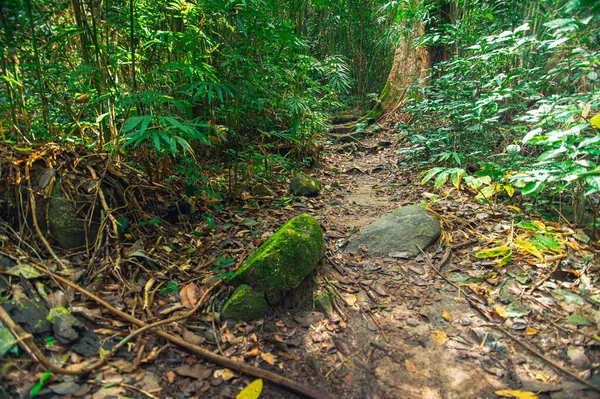 Concepto Viaje Forestal Los Árboles Aman Naturaleza —  Fotos de Stock