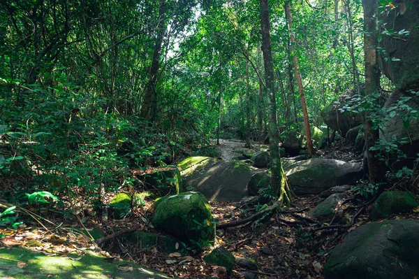 Concepto Viaje Forestal Los Árboles Aman Naturaleza —  Fotos de Stock