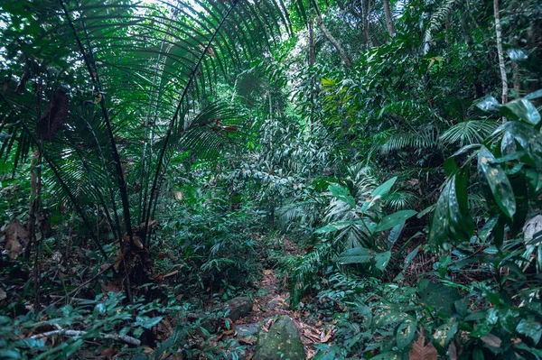 Concepto Viaje Forestal Los Árboles Aman Naturaleza —  Fotos de Stock