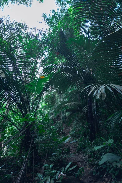 Concepto Viaje Forestal Los Árboles Aman Naturaleza —  Fotos de Stock