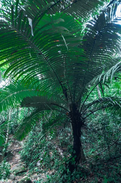 Concepto Viaje Forestal Los Árboles Aman Naturaleza —  Fotos de Stock