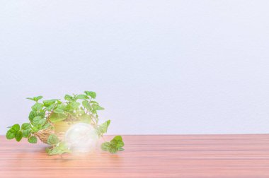 Saksı ve ampuller masanın üzerinde.